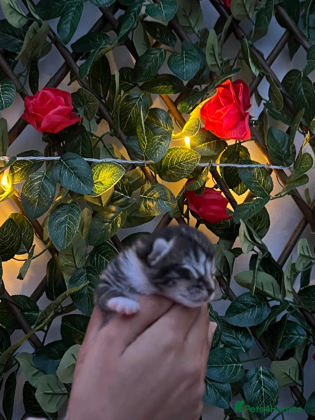 Mixed Breed cats for sale: Cute Kittens for Sale!!! in Luton - Advert 2