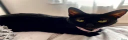 Mixed Breed cats for sale: Lovely black and ginger cat   - Advert 1