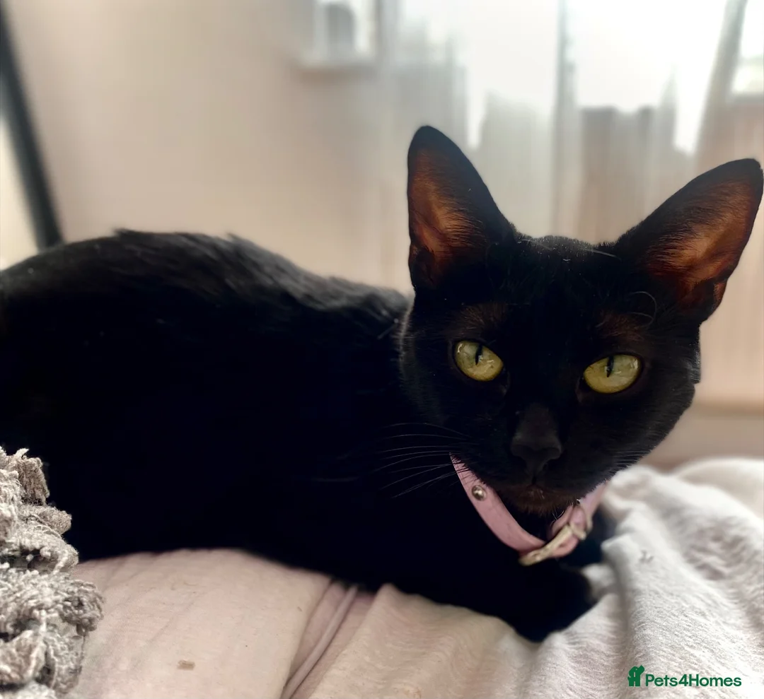 Mixed Breed cats for sale: Lovely black and ginger cat   - Advert 1
