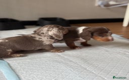 Miniature Dachshund dogs for sale: Beautiful kc mini dachshunds  - Image 7