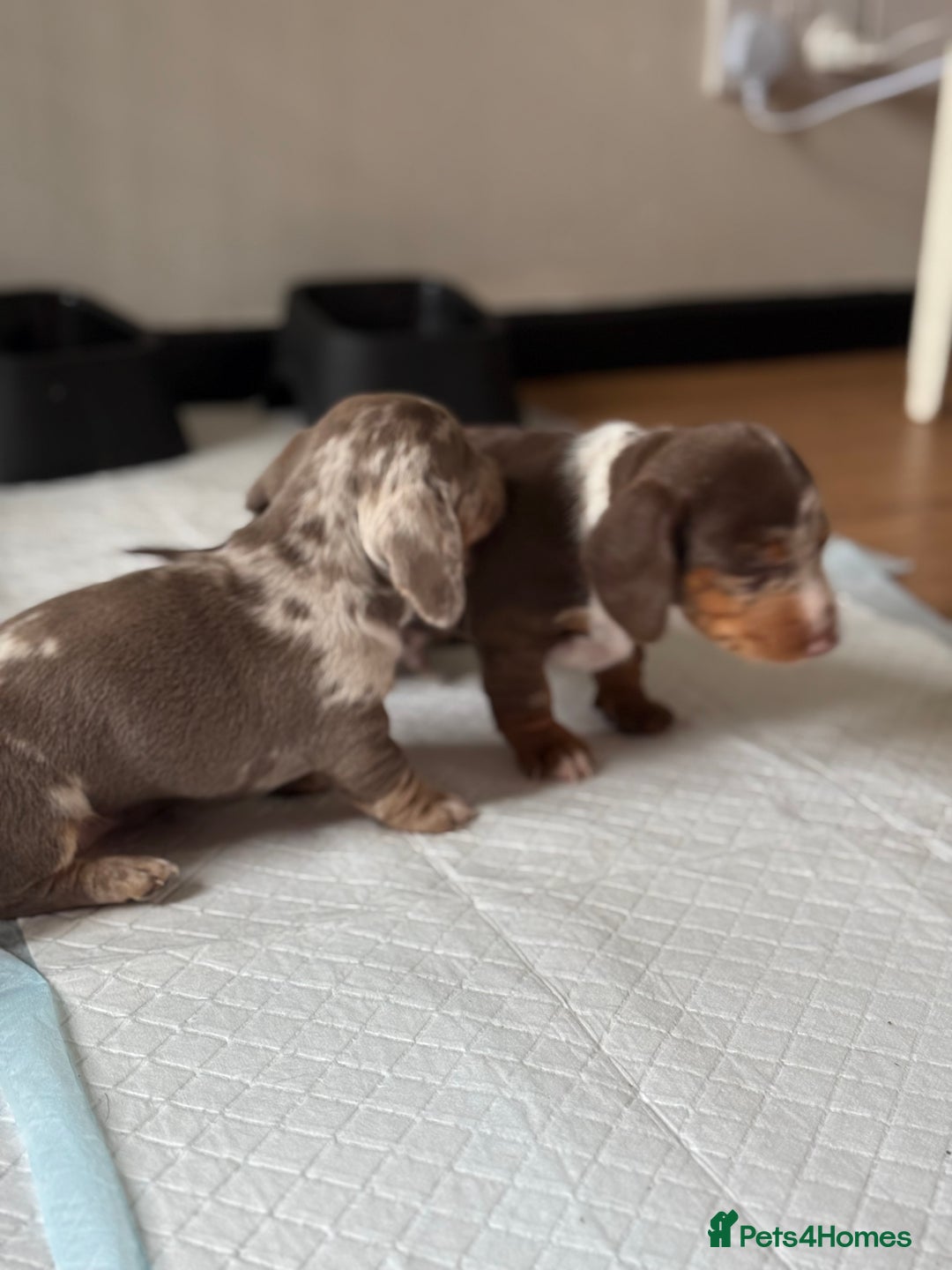 Miniature Dachshund dogs for sale: Beautiful kc mini dachshunds  - Image 7