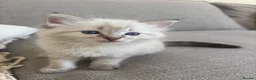 Mixed Breed cats for sale: Ragdoll Siberian Neva Masquerade Kittens - Advert 22