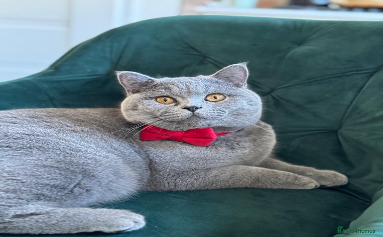 British Shorthair cats - Advert 1