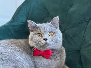 British Shorthair cats - Advert 36