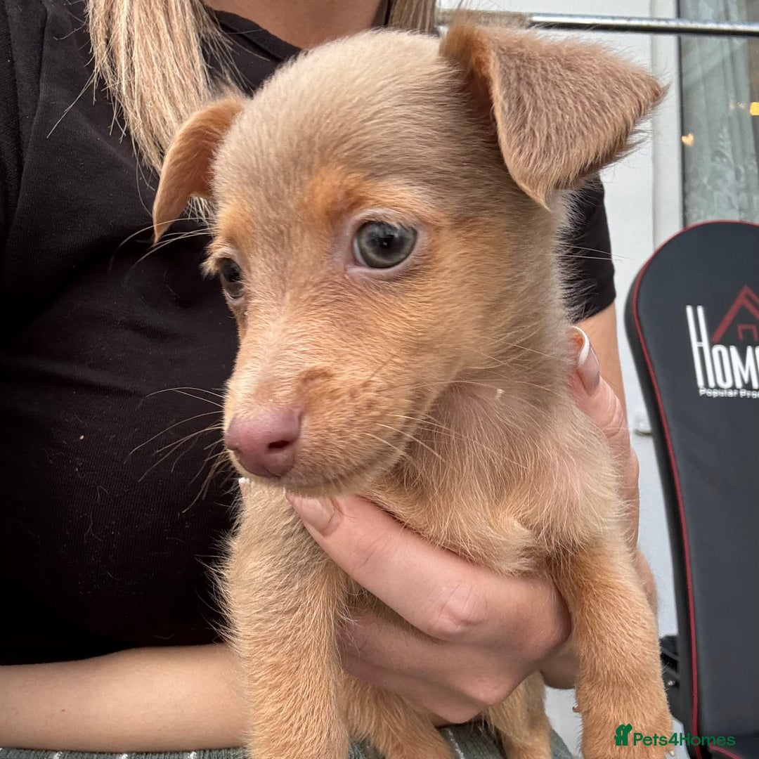 Jack Russell dogs for sale: Miniature Jack Russell puppies Ready to leave in Gillingham - Image 1