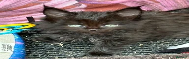 Maine Coon Kitten 3