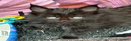 Maine Coon cats for sale: Maine coon solid black/ silver tabby  - Advert 4