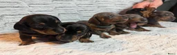 Dachshund dogs for sale: ONLY 1 DACHSHUND FEMALE LEFT DOLLY - Advert 21