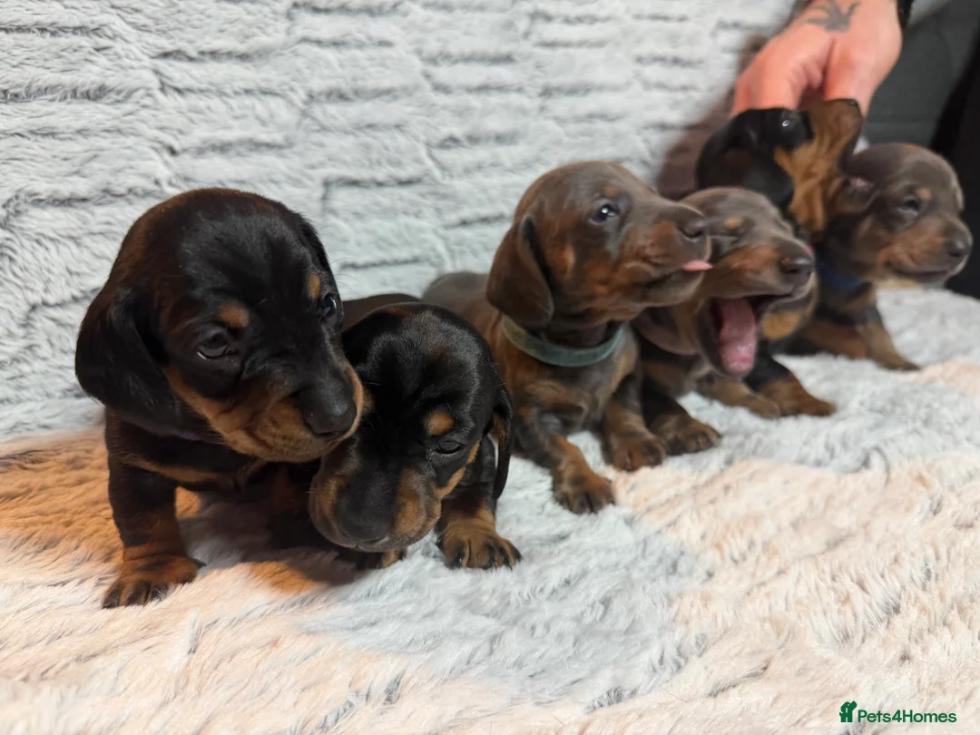 Dachshund dogs for sale: ONLY 1 DACHSHUND FEMALE LEFT DOLLY - Advert 21