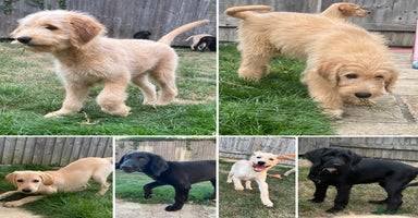 Mixed Breed dogs - Advert 12