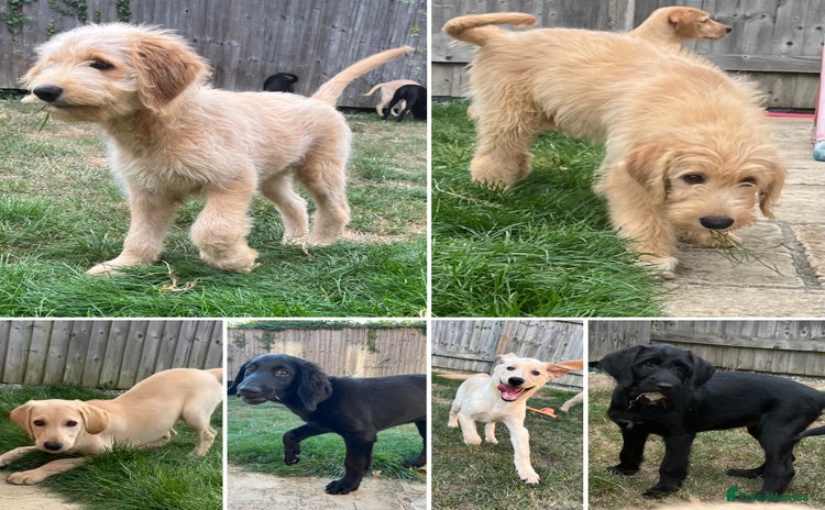 Mixed Breed dogs - Advert 1
