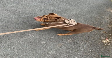 English Bulldog dogs - Advert 7