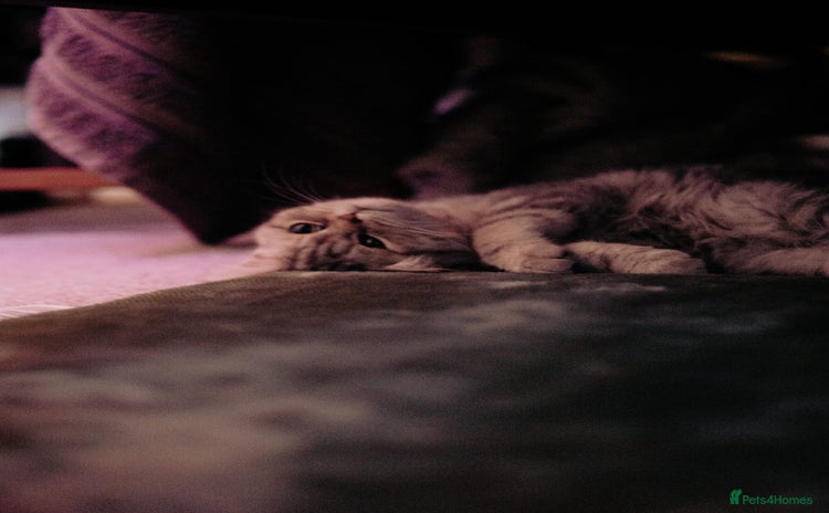 British Shorthair cats - Advert 12