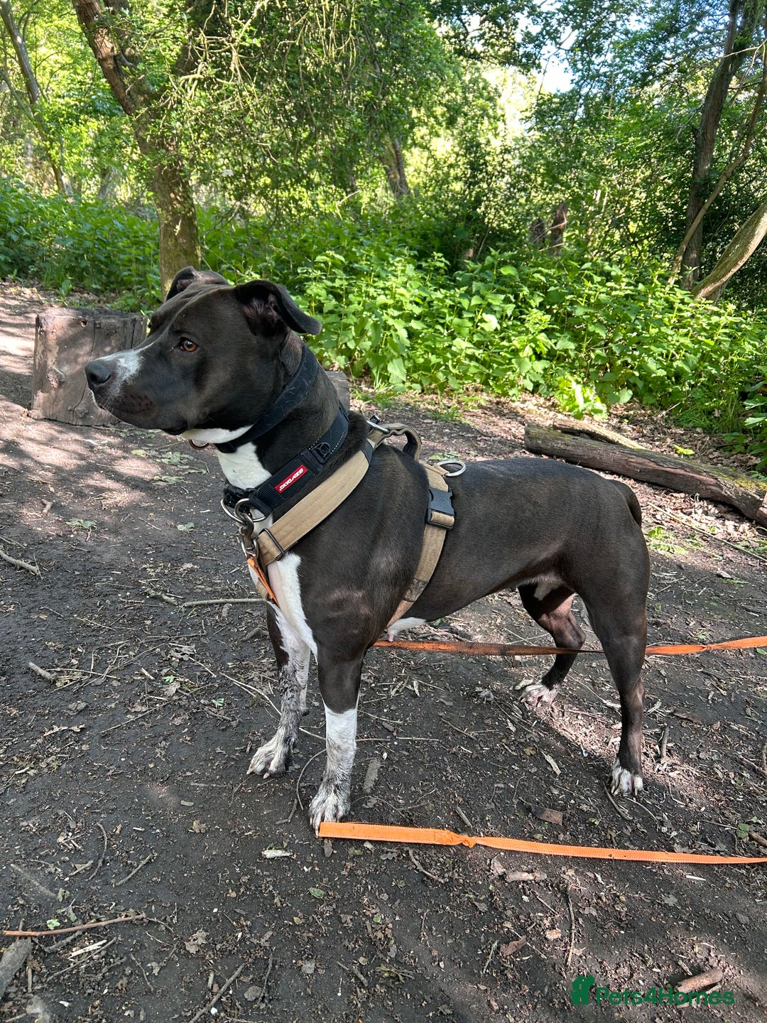 Mixed Breed dogs for sale: Remi  - Image 7