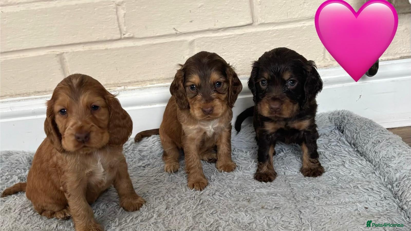 Cocker Spaniel dogs ⭐️stunning show type cocker spaniel puppies⭐️ - Advert 2