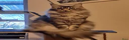 Maine Coon cats for sale: Gorgeous Maine Coon boy. - Advert 6
