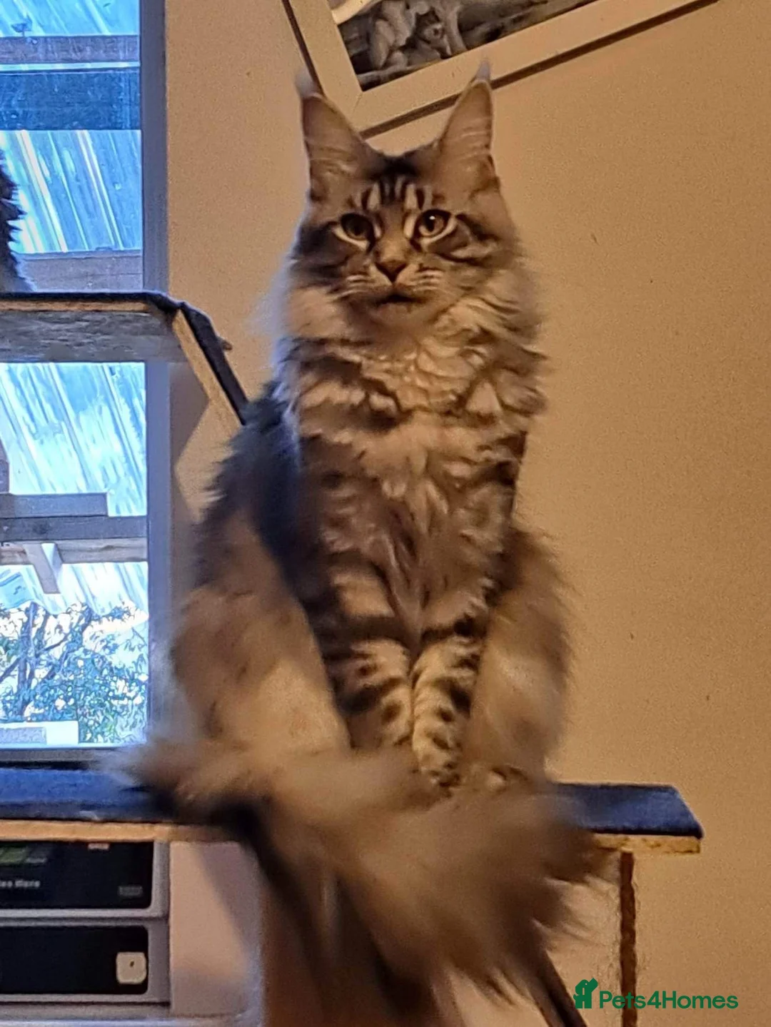 Maine Coon cats for sale: Gorgeous Maine Coon boy. - Advert 6