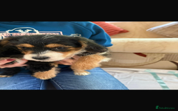 Jackapoo dogs for sale: 5 beautiful jackapoos - Image 6