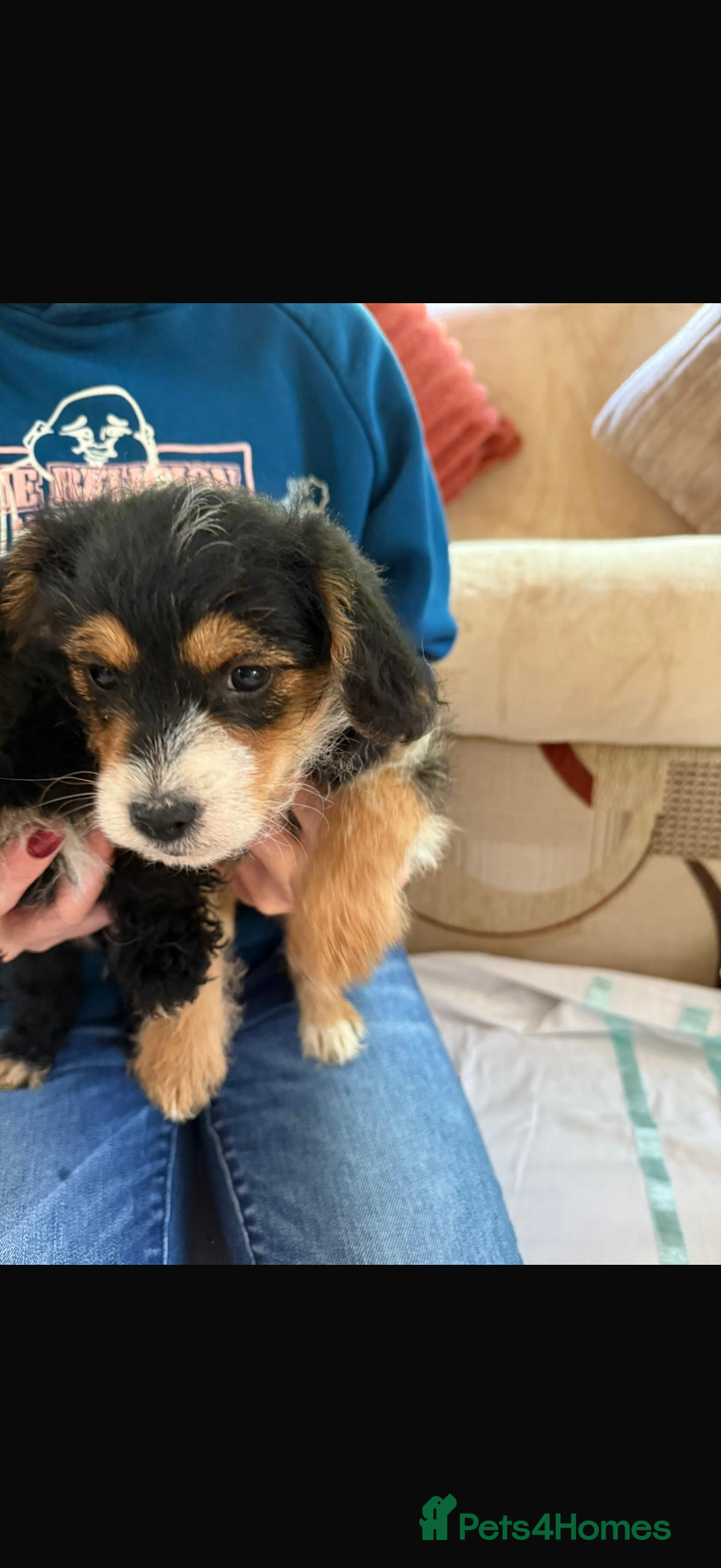 Jackapoo dogs for sale: 5 beautiful jackapoos - Image 6