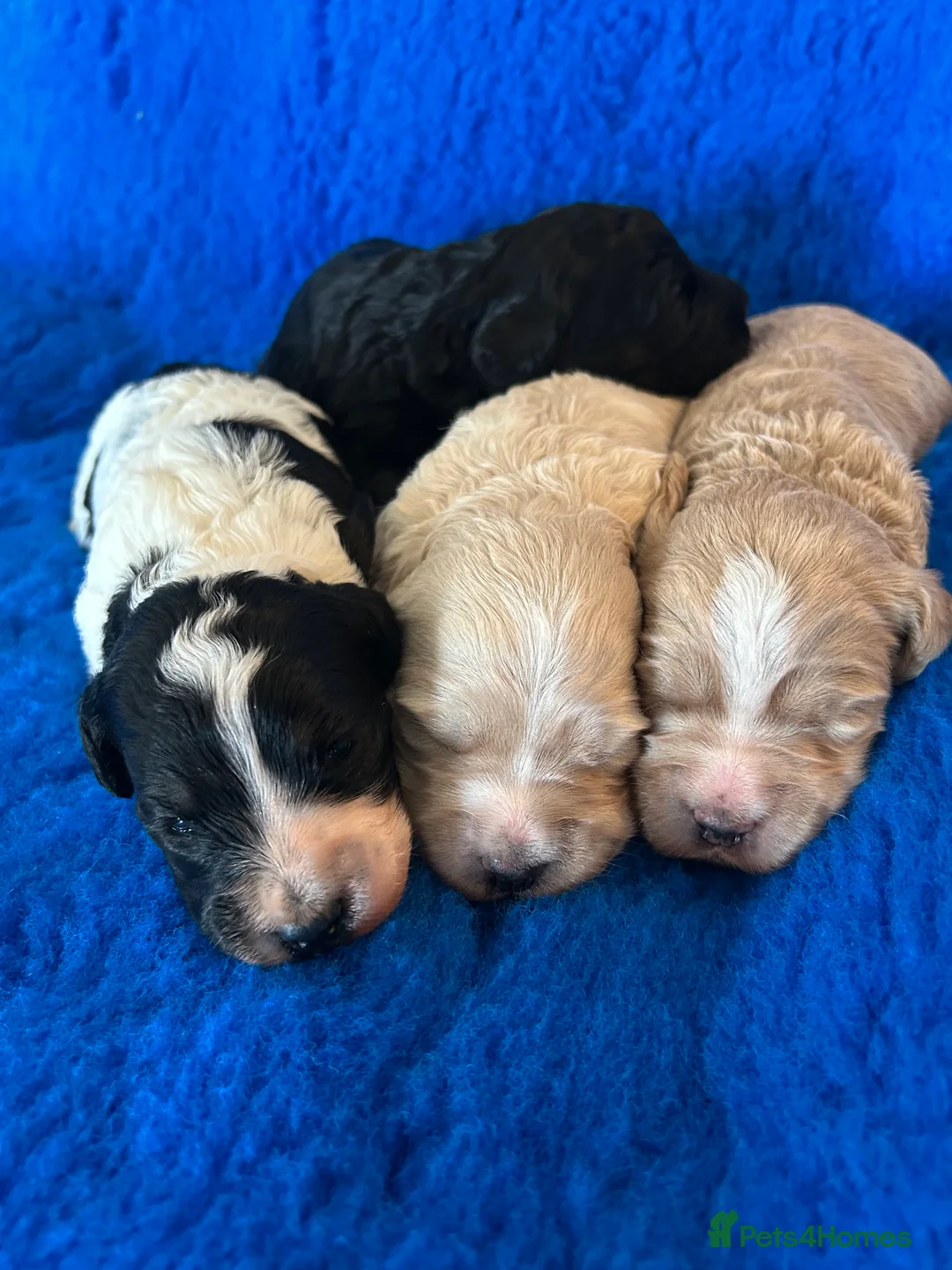 Mixed Breed dogs for sale: Miniature Multi-Gen Australian Labradoodle Puppies in South Molton - Advert 1