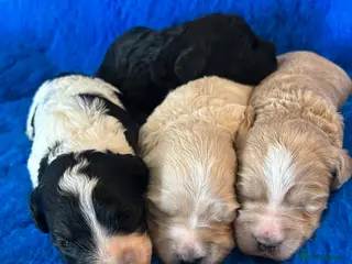 Mixed Breed dogs Miniature Multi-Gen Australian Labradoodle Puppies in South Molton - Advert 1