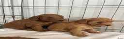 Cockapoo dogs for sale: F1 cockapoo puppies  - Advert 11