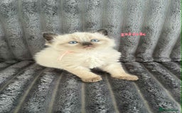 Ragdoll cats for sale: 5 Adorable Ragdoll Kittens🐾 - Image 27