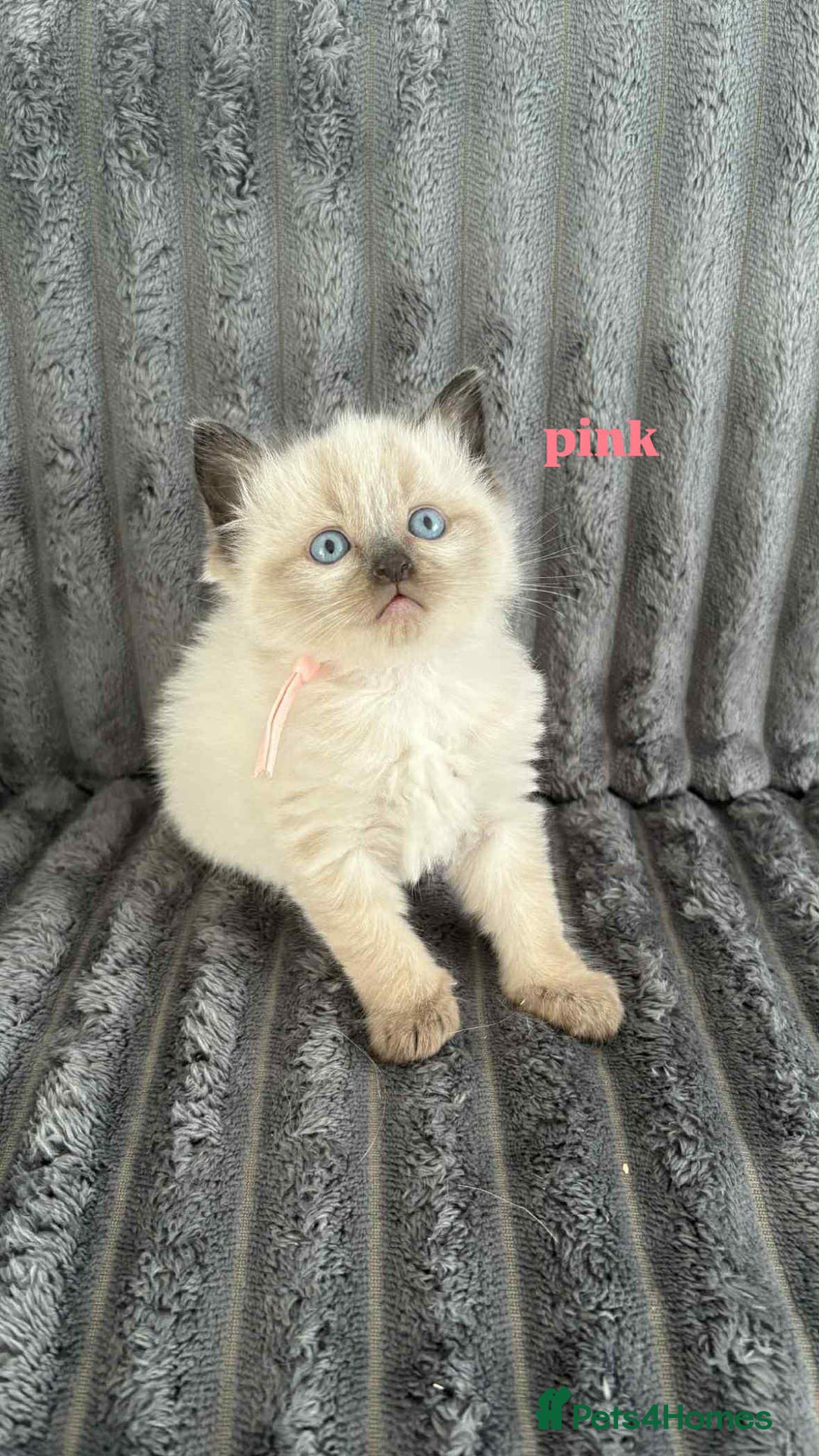 Ragdoll cats for sale: 5 Adorable Ragdoll Kittens🐾 - Image 27