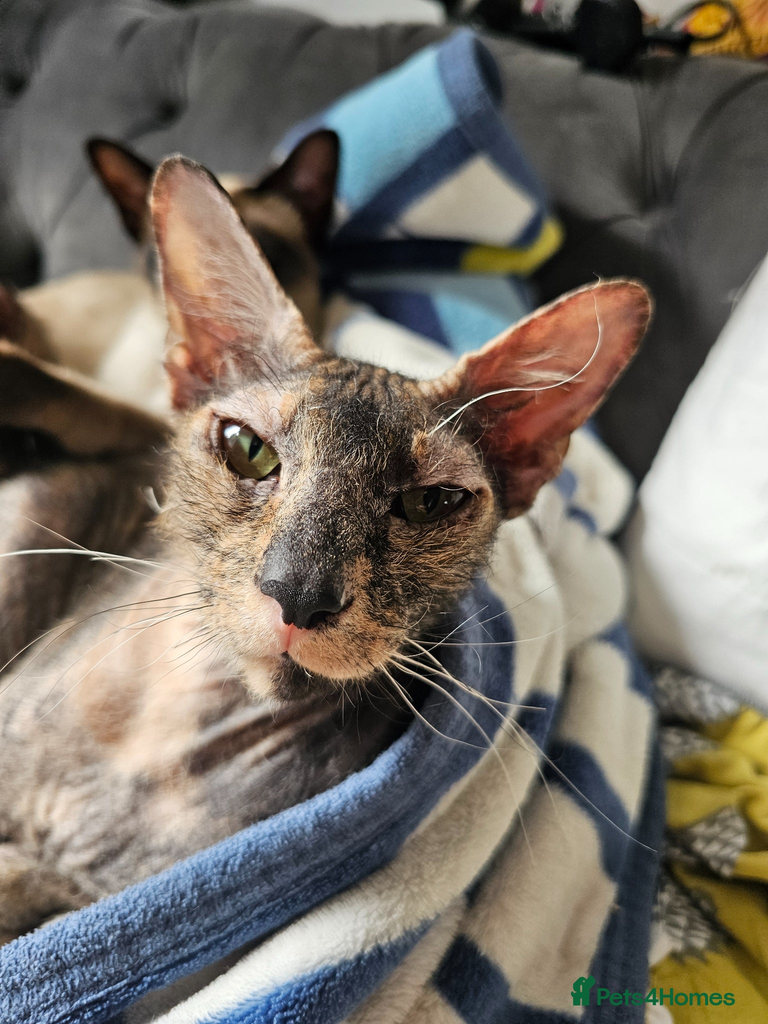 Siamese cats Female Siamese & Cross sphynx older kitten and cat - Advert 3
