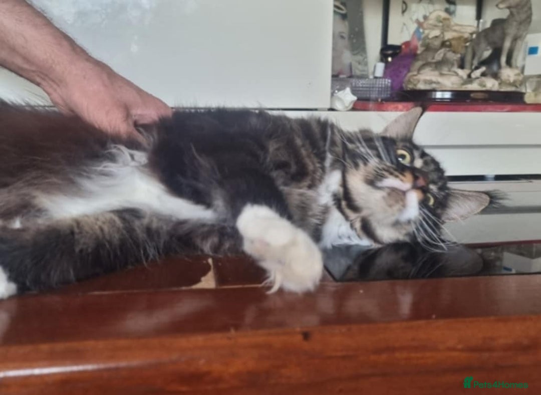 Maine Coon cats for sale: Gorgeous Male Maine Coon  - Image 9