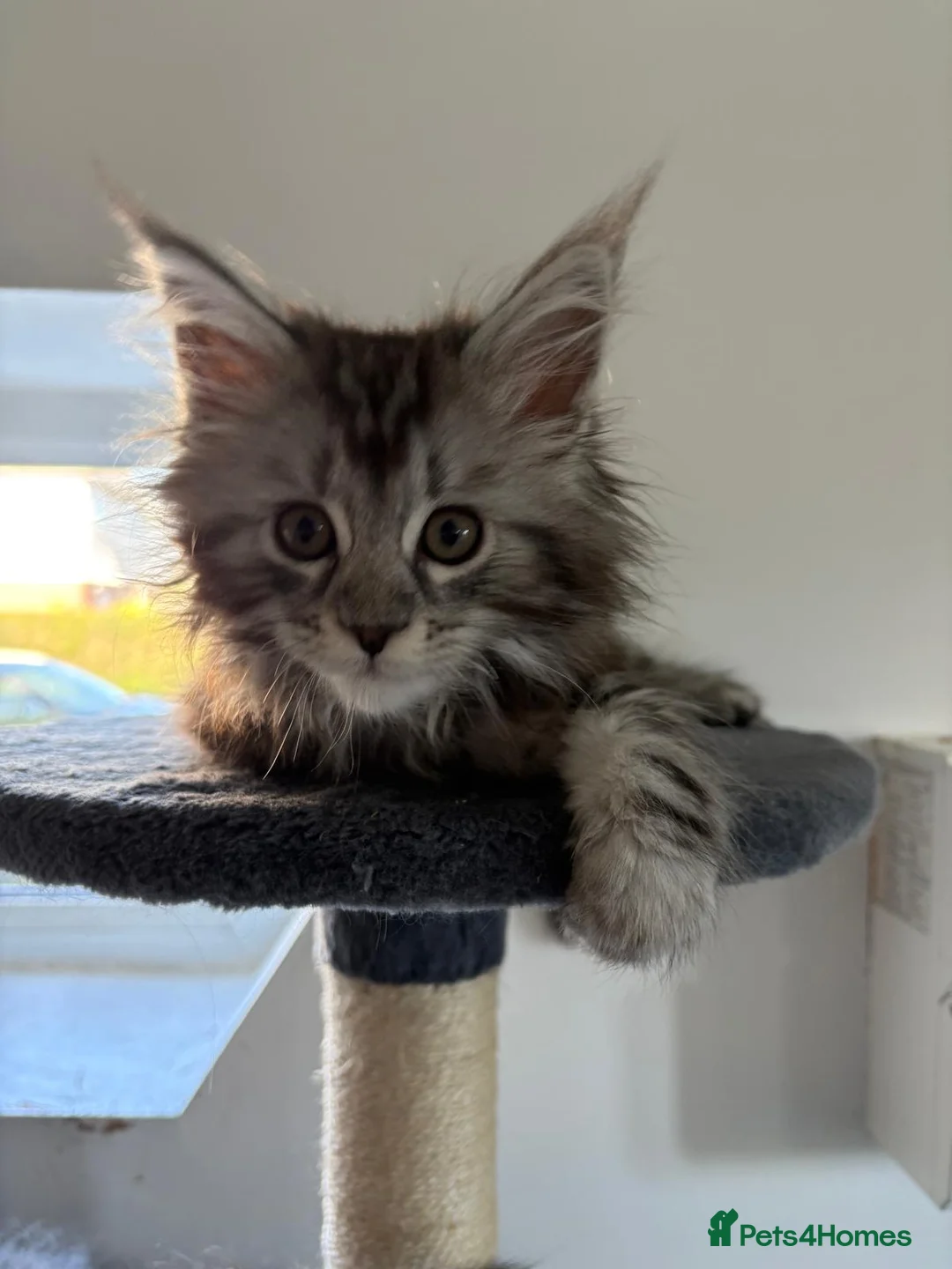 Maine Coon cats for sale: Maine Coon Kittens - Advert 2