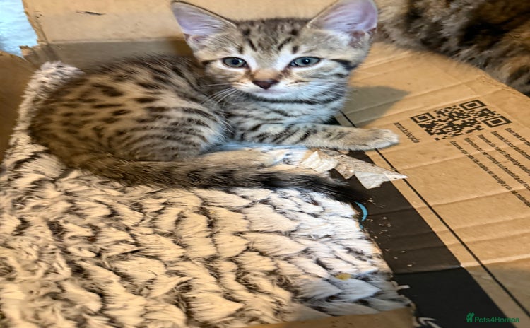 Savannah cats - Advert 3