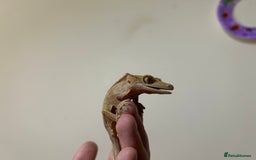 Gecko reptiles for sale: Crested geckos and Leachie gecko - Advert 6