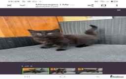Maine Coon cats for sale: Maine coon xxx - Image 7