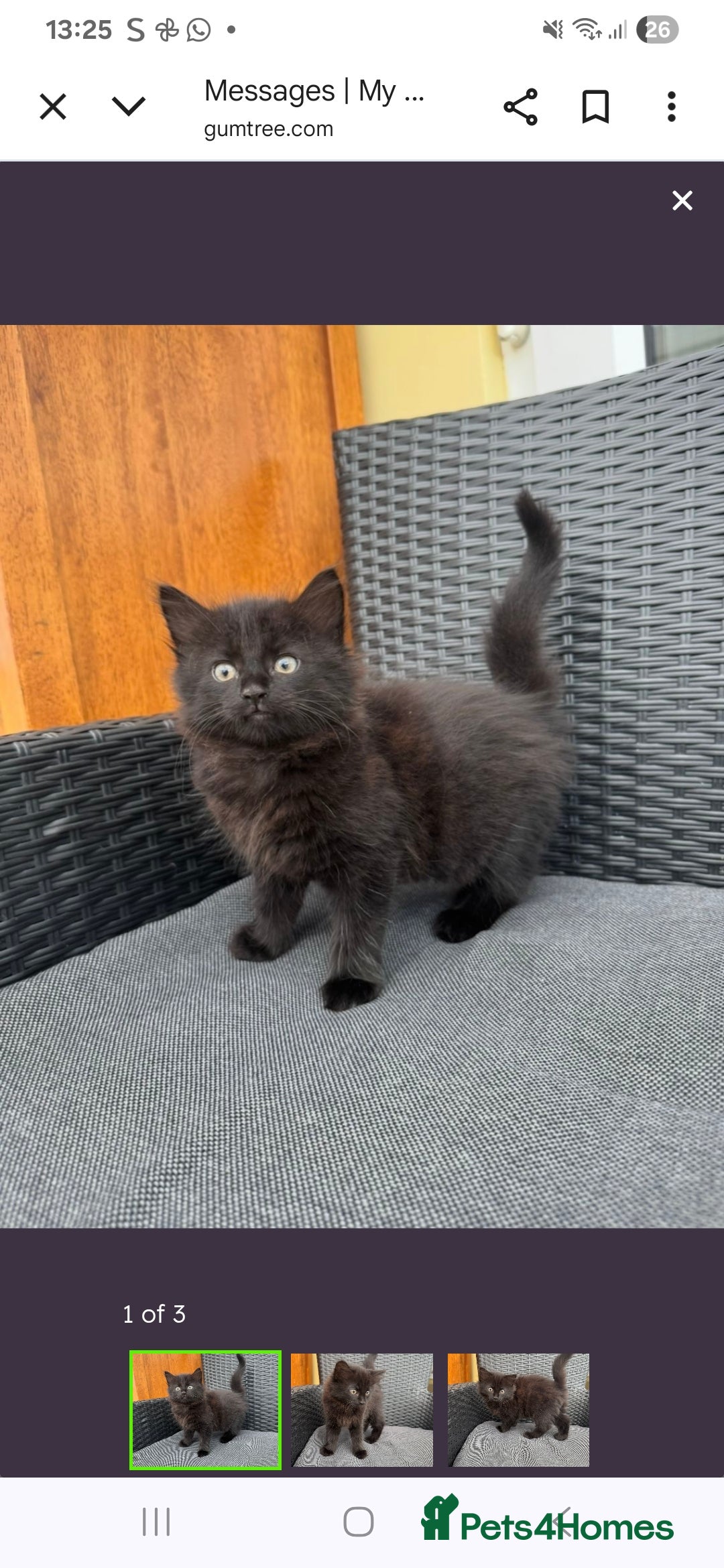 Maine Coon cats for sale: Maine coon xxx - Image 7