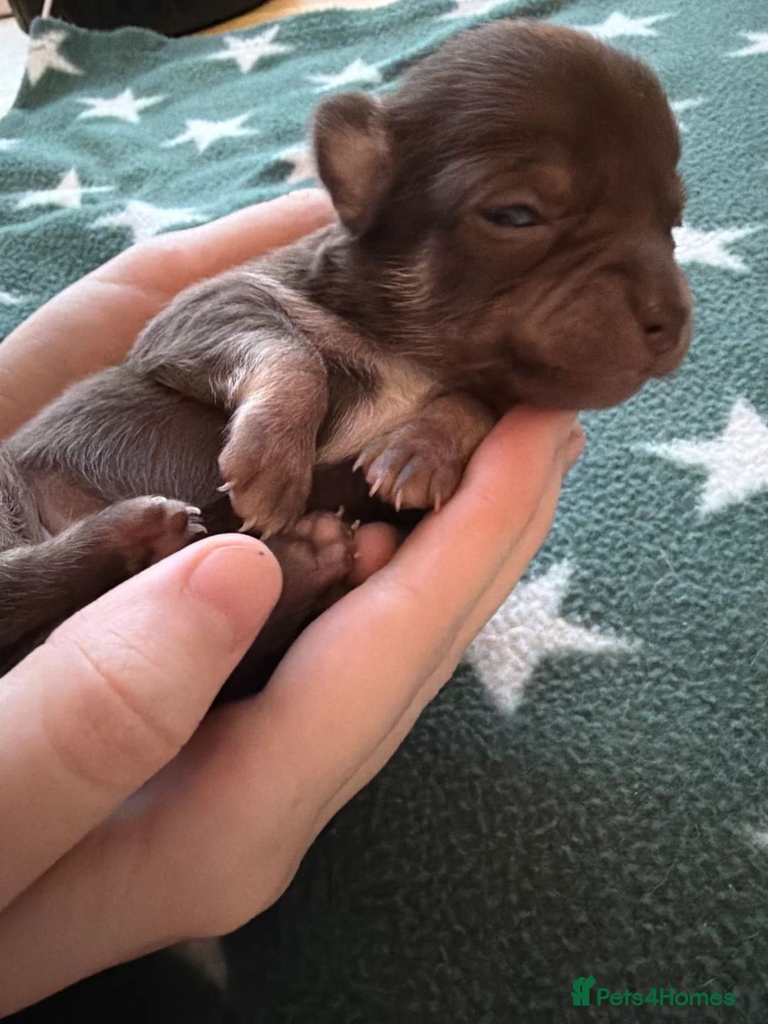 Chihuahua dogs for sale: Two beautiful chihuahua puppys - Advert 7