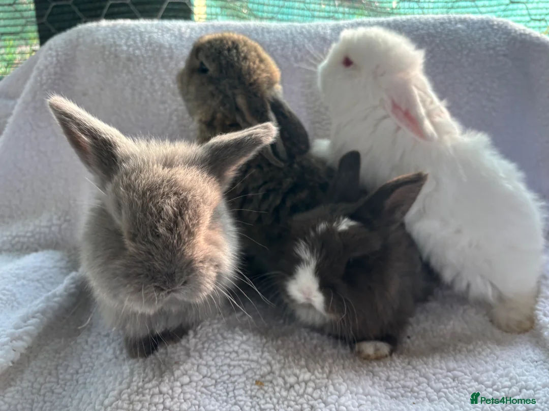 French Lop rabbits for sale: Beautiful French lops  - Advert 1
