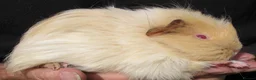 Guinea Pig rodents for sale: long haired guinea pigs - Advert 4