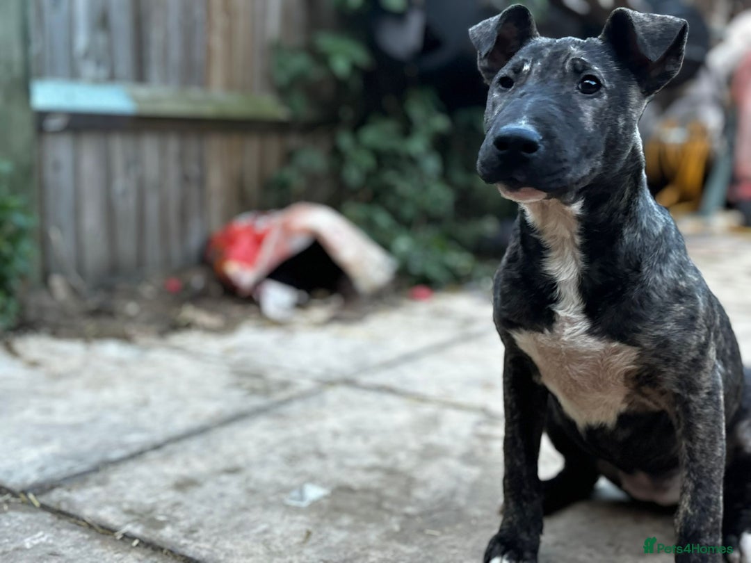 English Bull Terrier dogs for sale: English Bull Terrier Puppies  - Advert 4