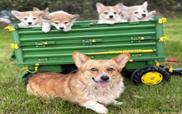 Welsh Corgi Pembroke dogs for sale: Outstanding Pembrokeshire Corgi Puppies  - Image 12
