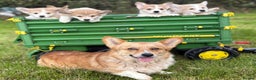 Welsh Corgi Pembroke dogs for sale: Outstanding Pembrokeshire Corgi Puppies  - Advert 16