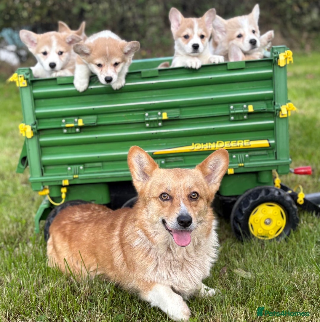Welsh Corgi Pembroke dogs for sale: Outstanding Pembrokeshire Corgi Puppies  - Image 12