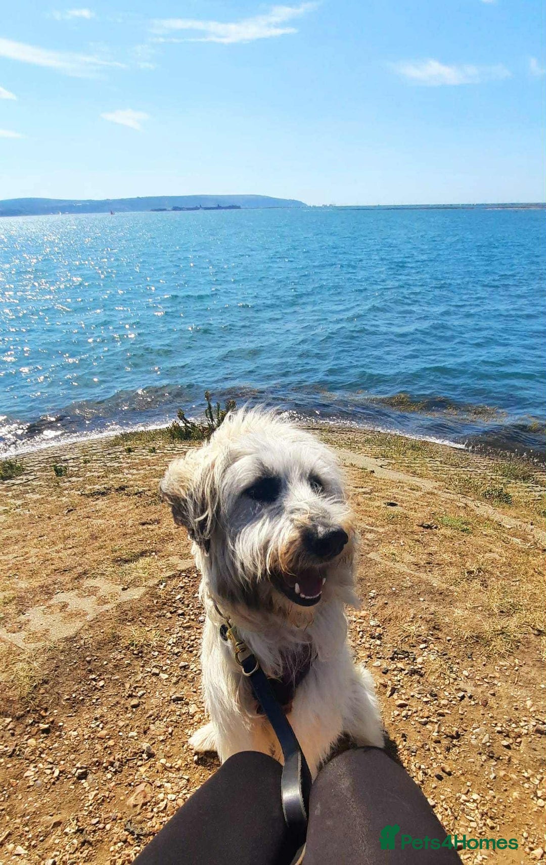 Mixed Breed dogs for adoption: Rufus  - Image 2