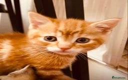 British Shorthair cats for sale: Adorable Kittens FOR SALLE  - Image 4