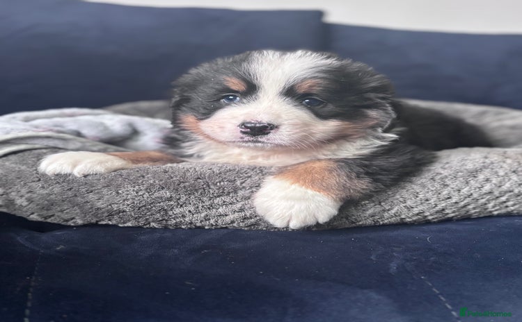 Bernese Mountain Dog dogs - Advert 1