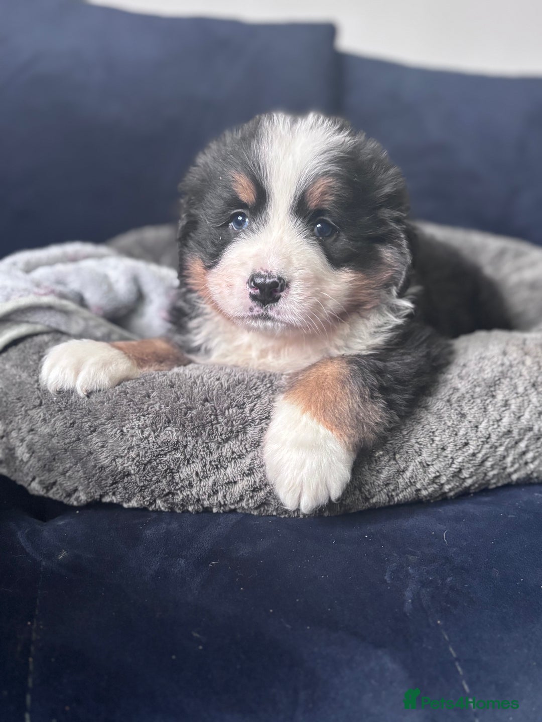 Bernese Mountain Dog dogs for sale: Fluffy Bernese Mountain Dog Girl Puppy - Image 4