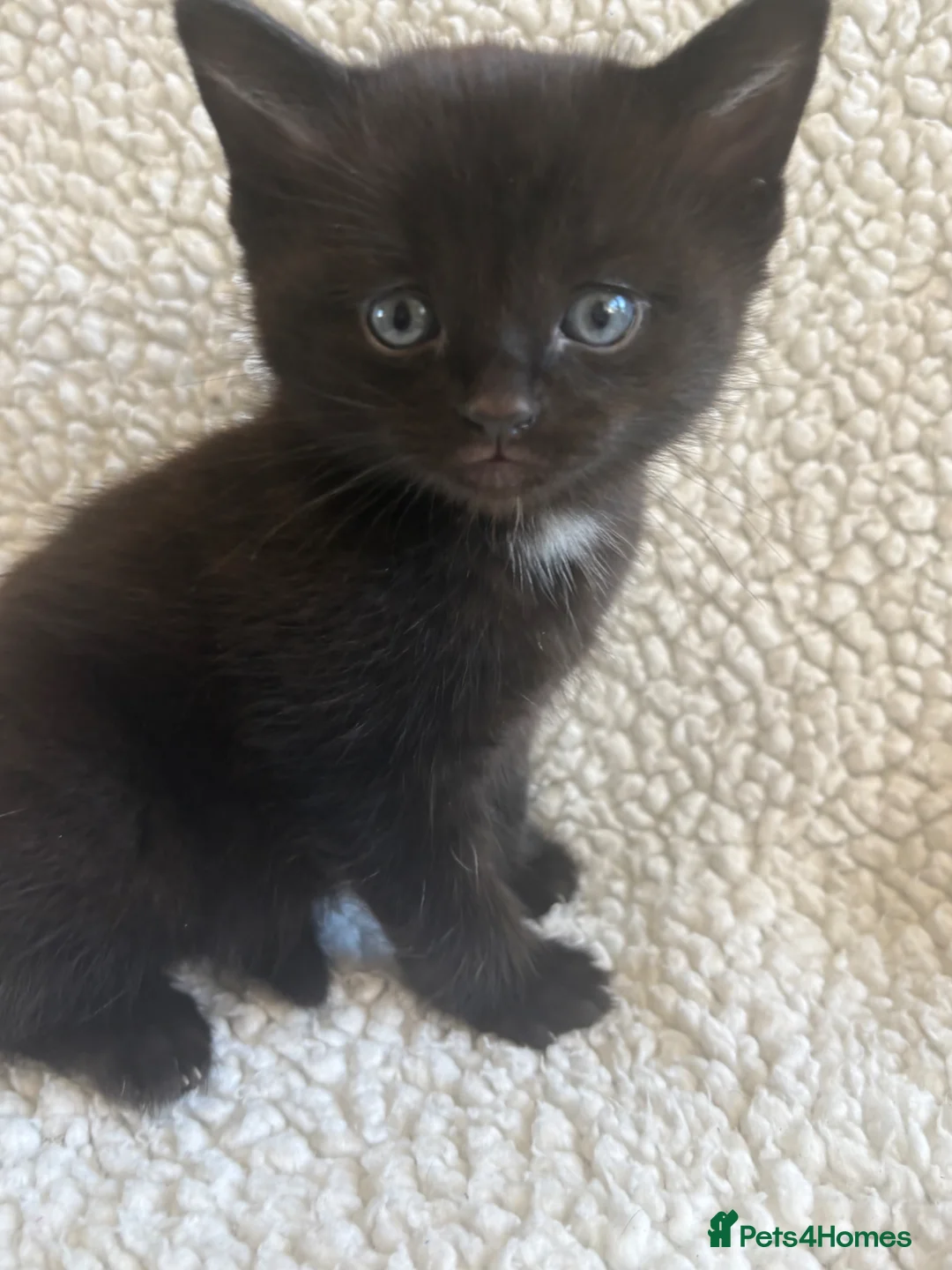 British Longhair cats for sale: Kittens - Advert 2