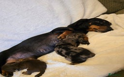 Miniature Dachshund dogs for sale: Miniature dachshunds 🐶 - Image 5