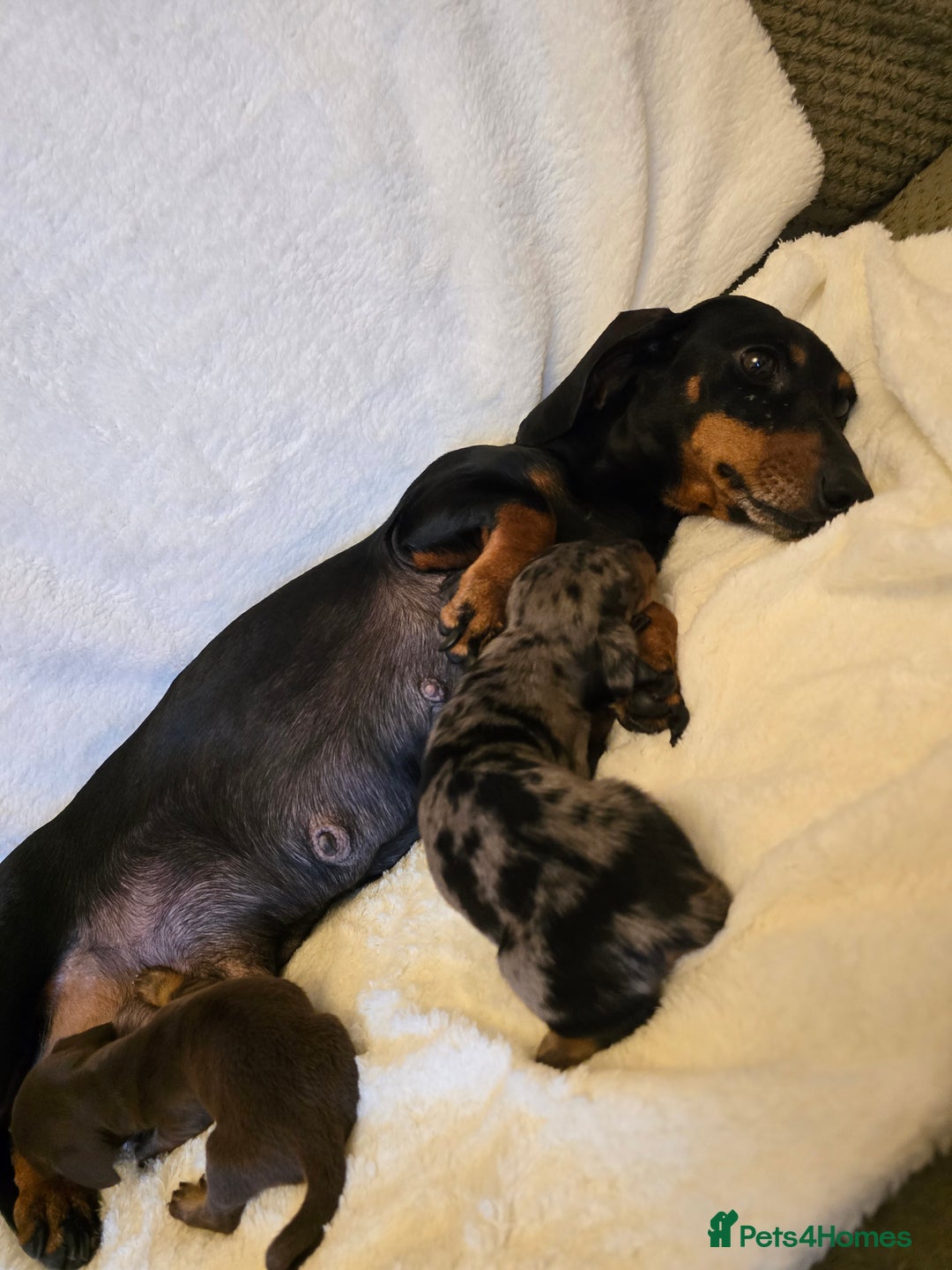 Miniature Dachshund dogs for sale: Miniature dachshunds 🐶 - Image 5