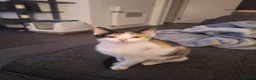 Mixed Breed cats for sale: Beautiful female Calico kitten - Advert 5